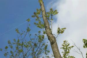 ash dieback Forestry Commission